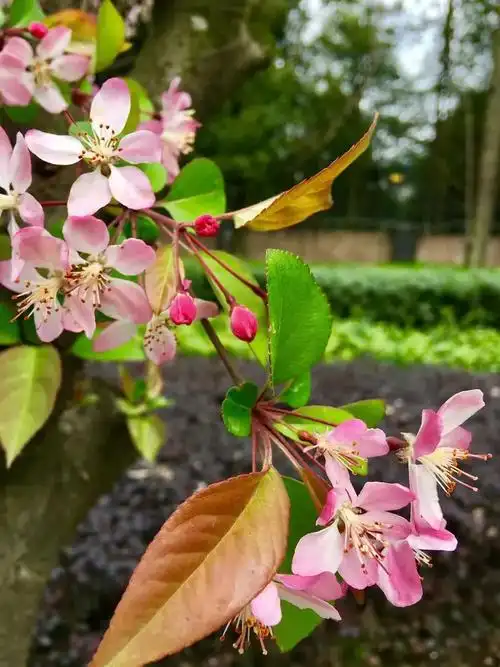 SEO繁花再生繁花？繁花复苏能否重塑搜索生态？