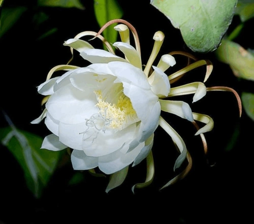 单页站群SEO效果持久？还是昙花一现？