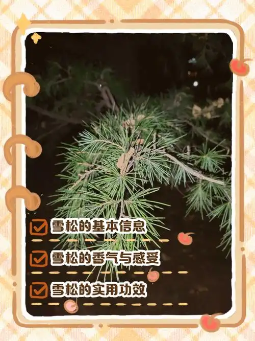 寒冬松林为何能千年不倒？如何让网站像寒松一样稳占搜索首页？