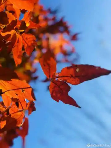 枫叶树SEO博客能解答哪些实战问题？ 它的内容更新频率和深度如何？