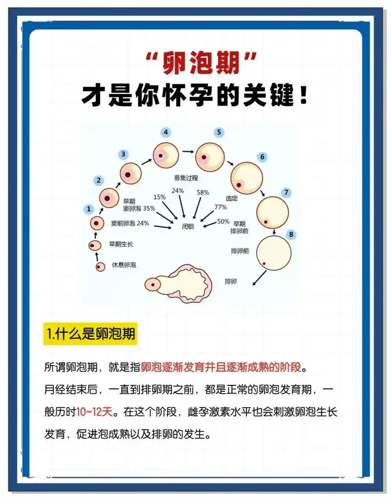监测卵泡生长如何影响SEO？哪些数据可准确揭示排位？