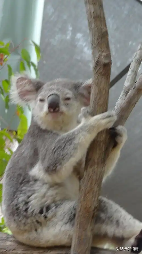 考拉seo有人用过吗安全吗？它的实际效果如何