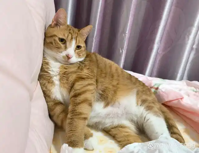 SEO学习迟来否？现在着手胜算几何？