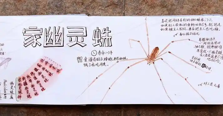 搜索引擎的蜘蛛到底是什么？怎么知道它来没来过我的网站？