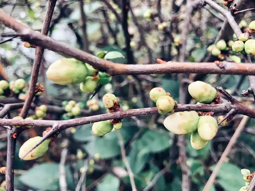 seo繁花中再生繁花？ 如何在已有流量基础上再次增长？