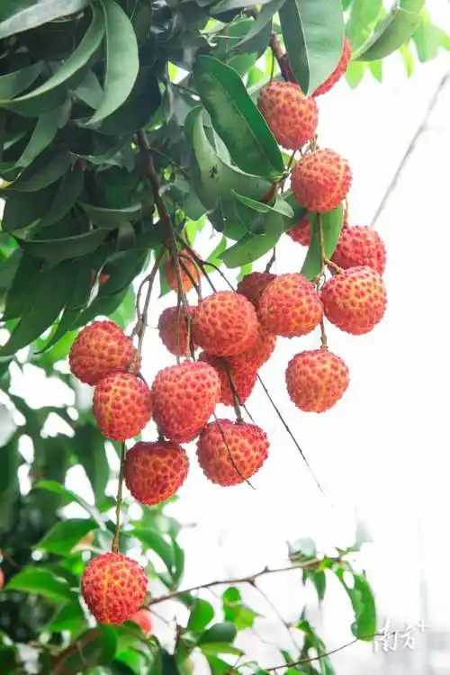 网站排名SEO哪个好，火20星周到是怎么回事