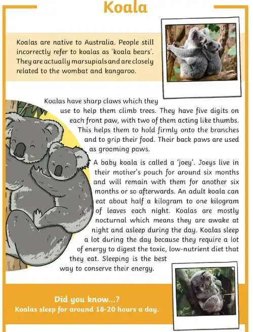 考拉SEO的安全性如何？实际使用体验值得一试吗？