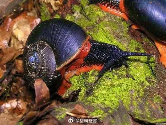 蜗牛精灵SEO工具真的有用吗？ 它与传统方法比效果如何？