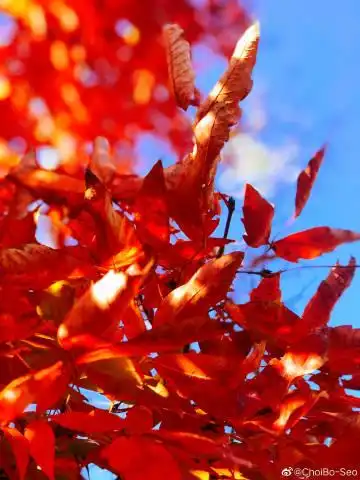 枫叶树SEO博客：内容反复被抄袭？原创排名为何持续下滑？