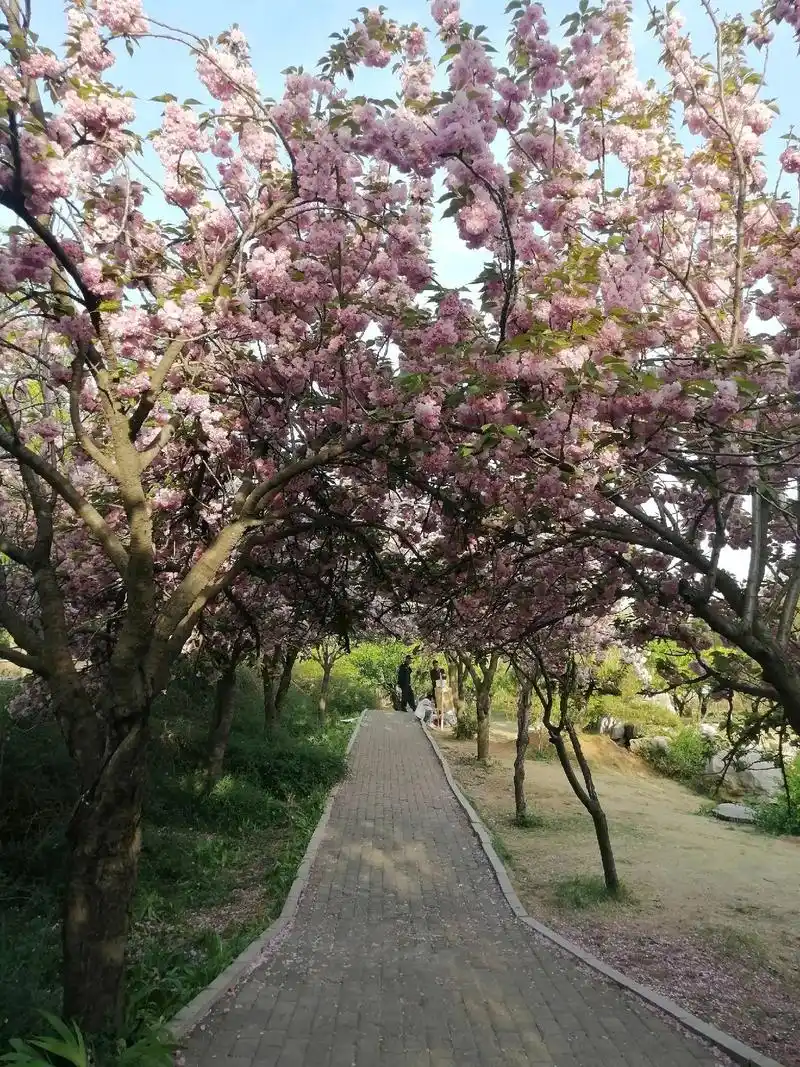 SEO繁花再生繁花？繁花复苏能否重塑搜索生态？