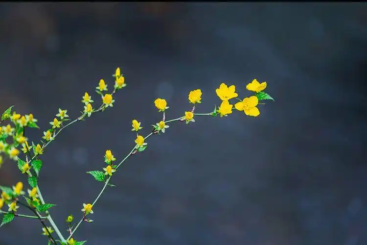 “长沙seo霜天”究竟指什么？它又能解决哪些实际问题？