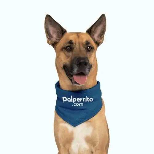 宠物品牌怎么做SEO效果监控？