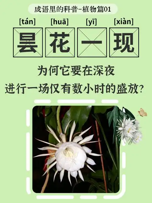 SEO炒作是否真有效？流量暴增还是昙花一现？