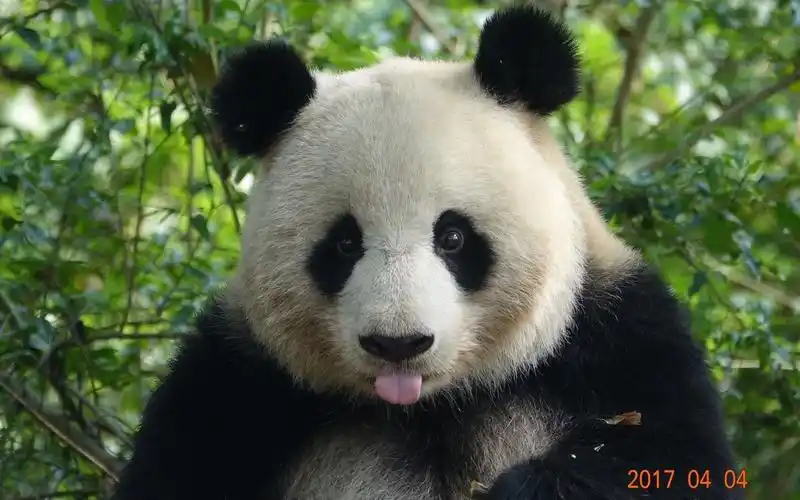 大熊猫点搜29的SEO优化效果如何？效果持久吗？