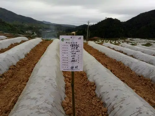 宁德市SEO生产厂家如何选？哪些标准决定精准效果？