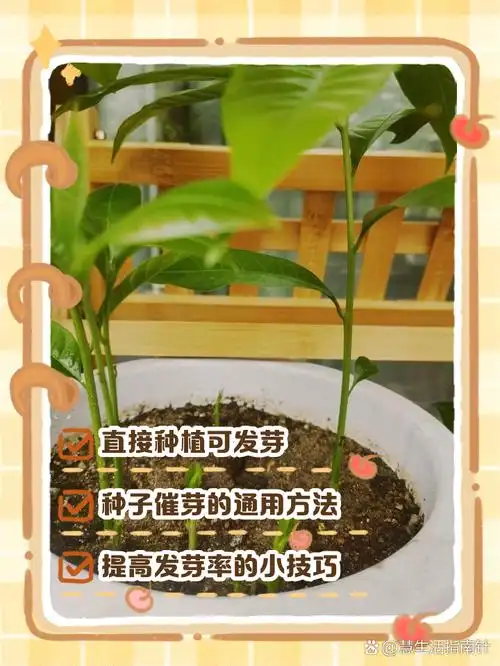 SEO种树如何让网站生根发芽？怎样培育持续的生长土壤？