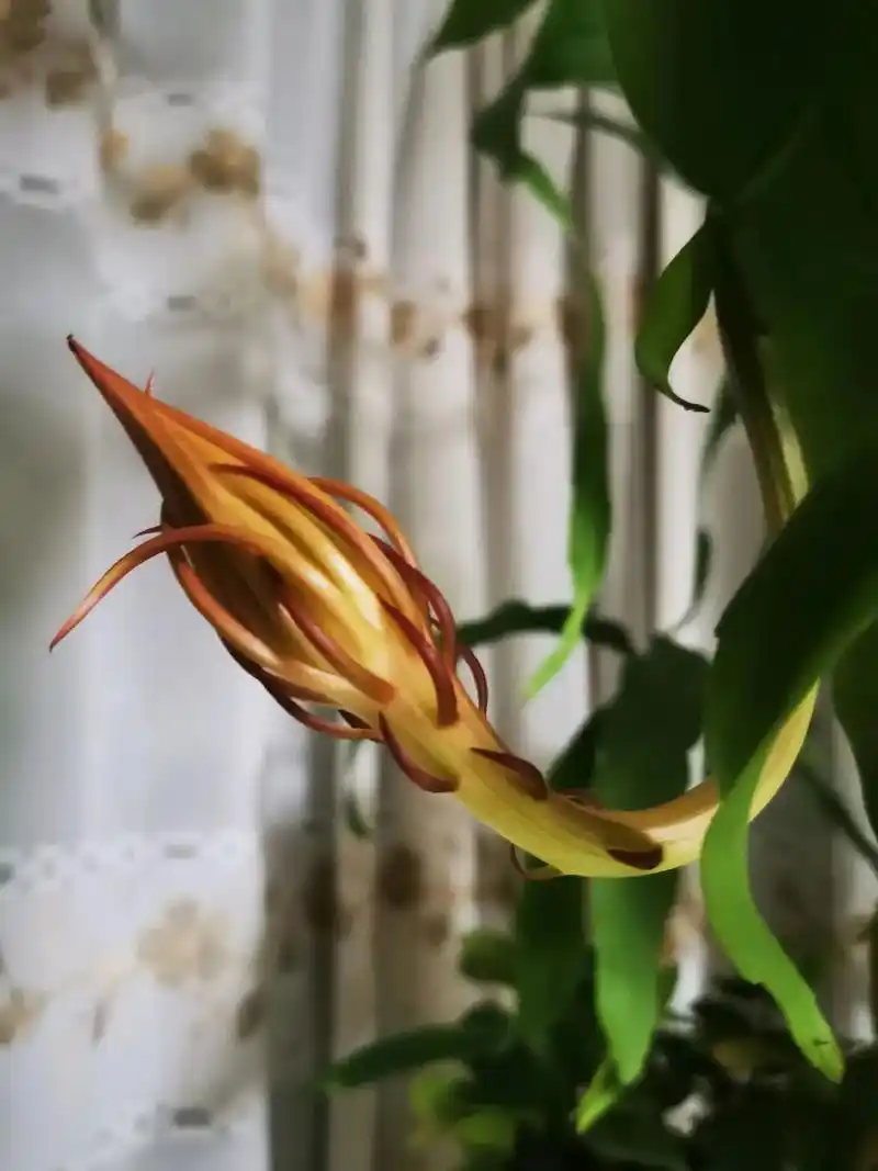 seo516688的排名效果是否真能持续？还是昙花一现？