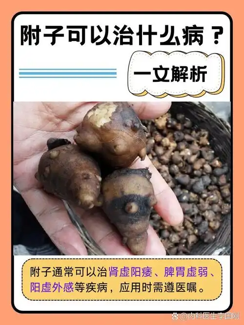 附子在SEO行业里真的很出名吗？