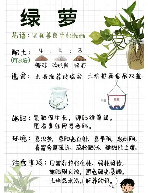 绿萝算法SEO如何平衡内容质量？哪些操作会触发排名降权？