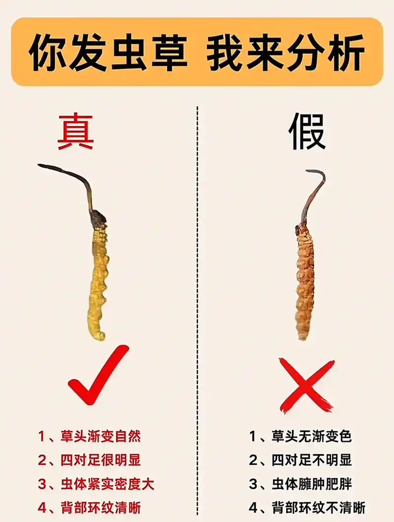 “虫草seo”是什么？ 它与普通产品推广有哪些不同？