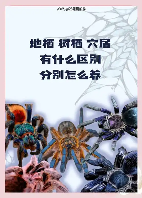 百度蜘蛛推广渠道匮乏？多渠道吸引蜘蛛频繁来访？
