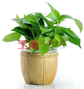 什么是绿萝算法seo？ 它如何影响网站外链建设？