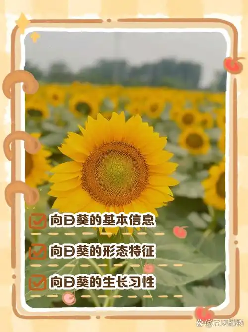 如何用SEO向日葵提升排名？流量暴涨的关键是什么？